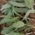 刺儿菜七七菜山区野生绿色无公害一手货源直供