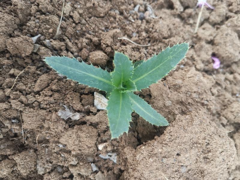 刺儿菜七七菜山区野生绿色无公害一手货源直供