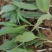 刺儿菜七七菜山区野生绿色无公害一手货源直供