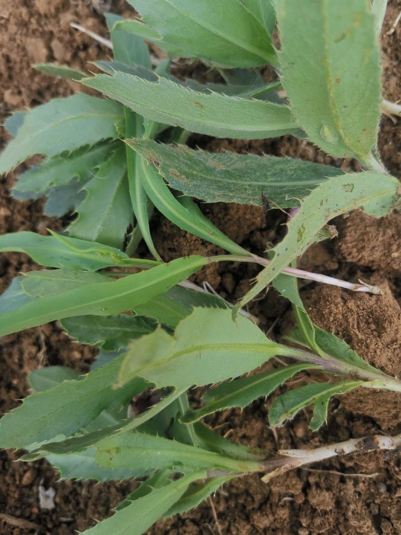 刺儿菜七七菜山区野生绿色无公害一手货源直供