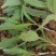 刺儿菜七七菜山区野生绿色无公害一手货源直供