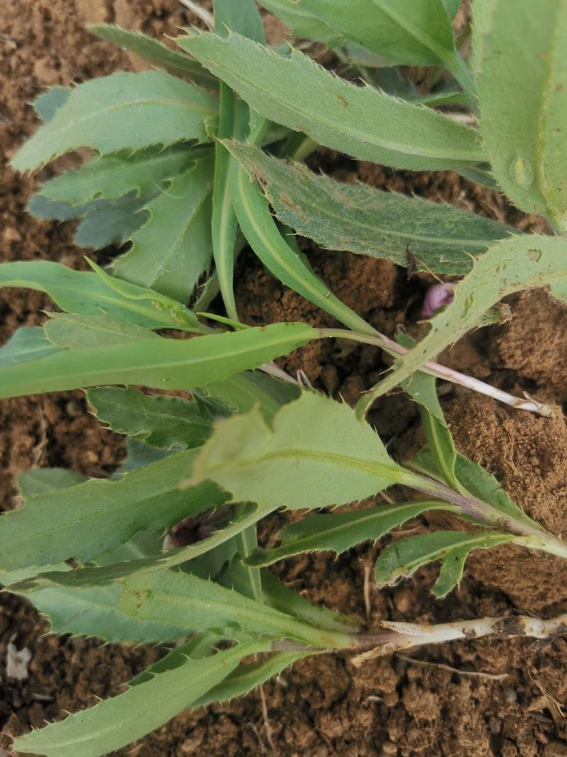 刺儿菜七七菜山区野生绿色无公害一手货源直供