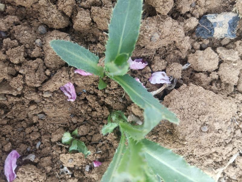 刺儿菜七七菜山区野生绿色无公害一手货源直供