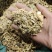 西洋参投料大全芦头须子烂头片沫打粉料