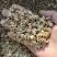 西洋参投料大全芦头须子烂头片沫打粉料