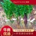 湖北利川大叶女贞树苗庭院绿化南北方种植四季常青基地原土发