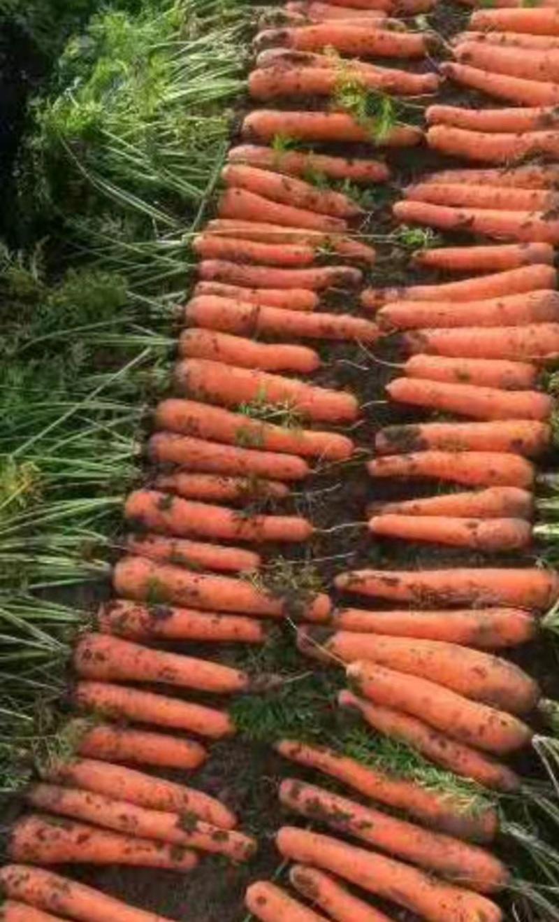产地直发，精品胡萝卜🥕量大优惠，全国发货。