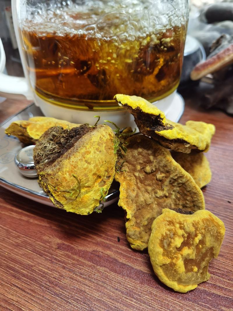 包邮西藏金丝野生桑树桑黄森林金黄一斤质量保证一手货源包邮