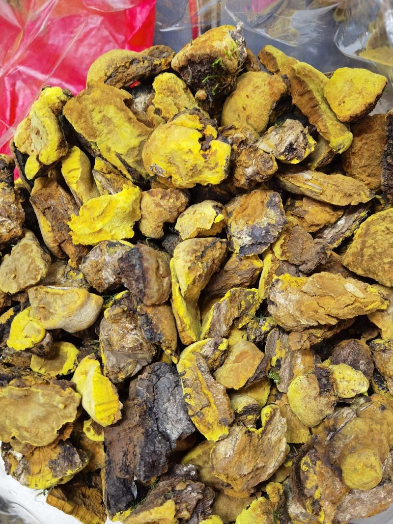 包邮西藏金丝野生桑树桑黄森林金黄一斤质量保证一手货源包邮