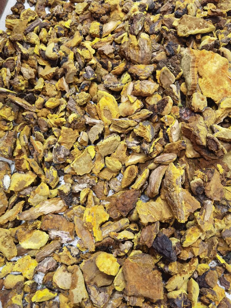包邮西藏金丝野生桑树桑黄森林金黄一斤质量保证一手货源包邮