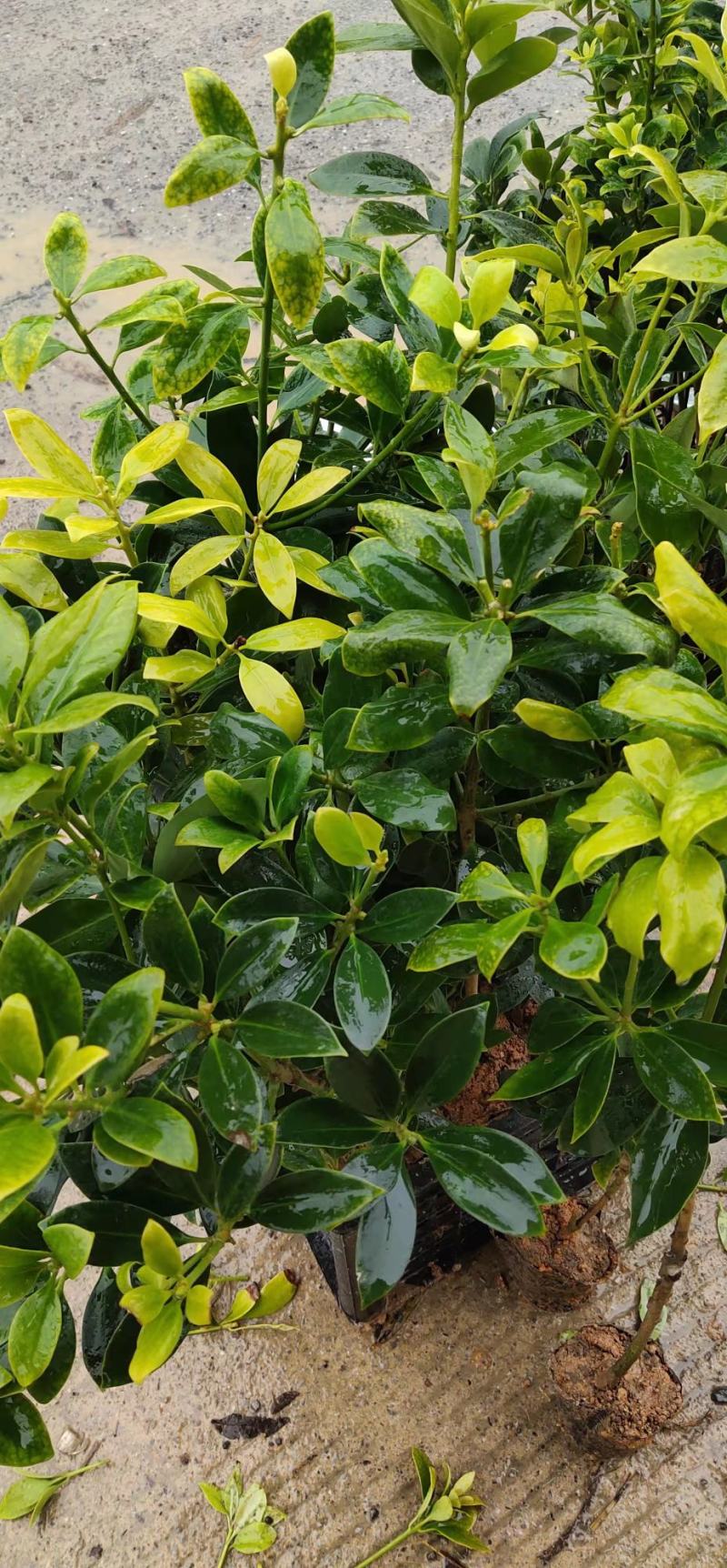 八角嫁接苗，可供嫁接杯苗和地苗，欢迎联系，下单