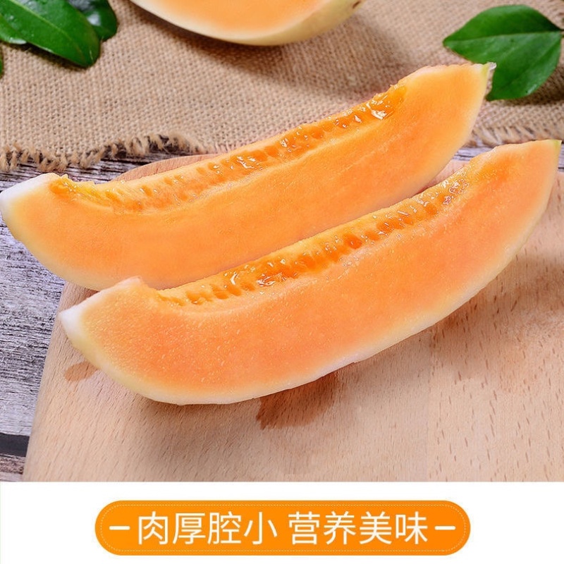 【东方蜜甜瓜】甜瓜大量上市口感好欢迎各位老板过来采购
