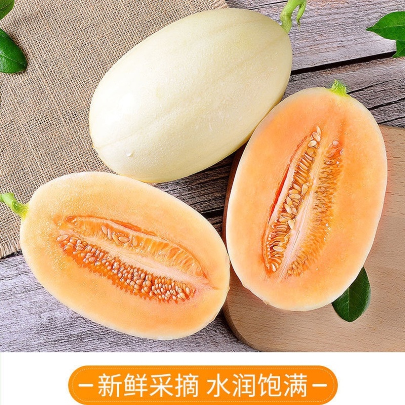 【东方蜜甜瓜】甜瓜大量上市口感好欢迎各位老板过来采购