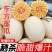 【东方蜜甜瓜】甜瓜大量上市口感好欢迎各位老板过来采购