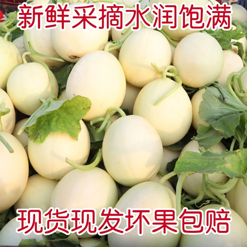 【东方蜜甜瓜】甜瓜大量上市口感好欢迎各位老板过来采购