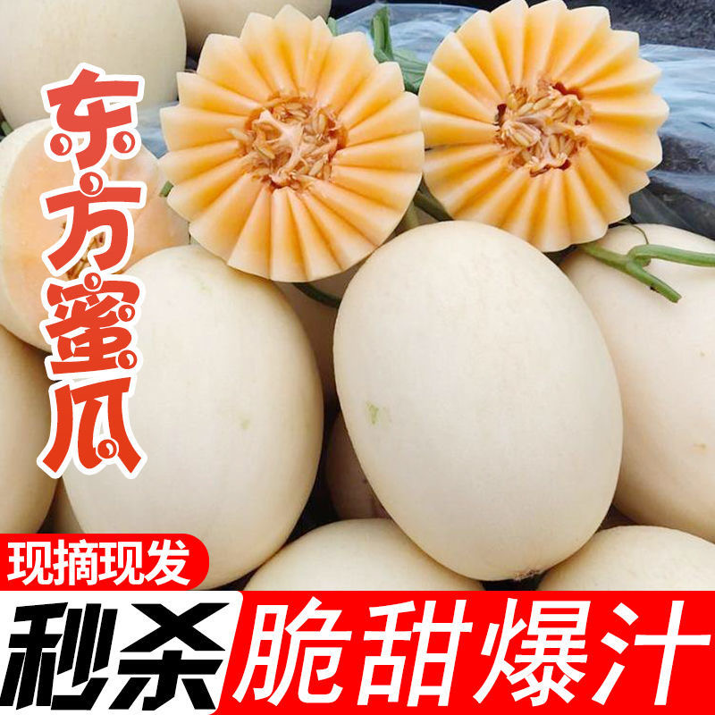 【东方蜜甜瓜】甜瓜大量上市口感好欢迎各位老板过来采购