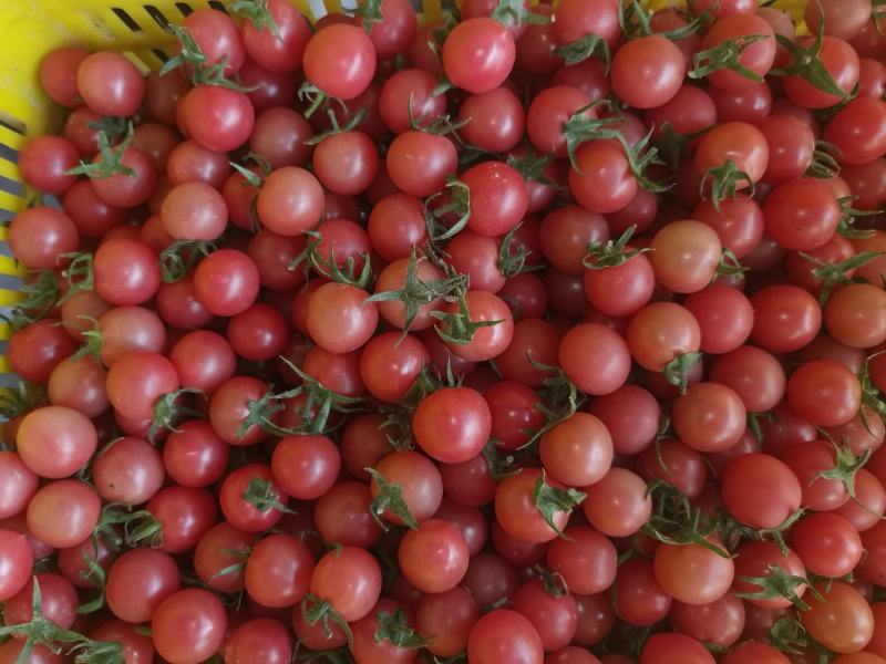 山西运城圣女果，速来采购产地直销，商超直供