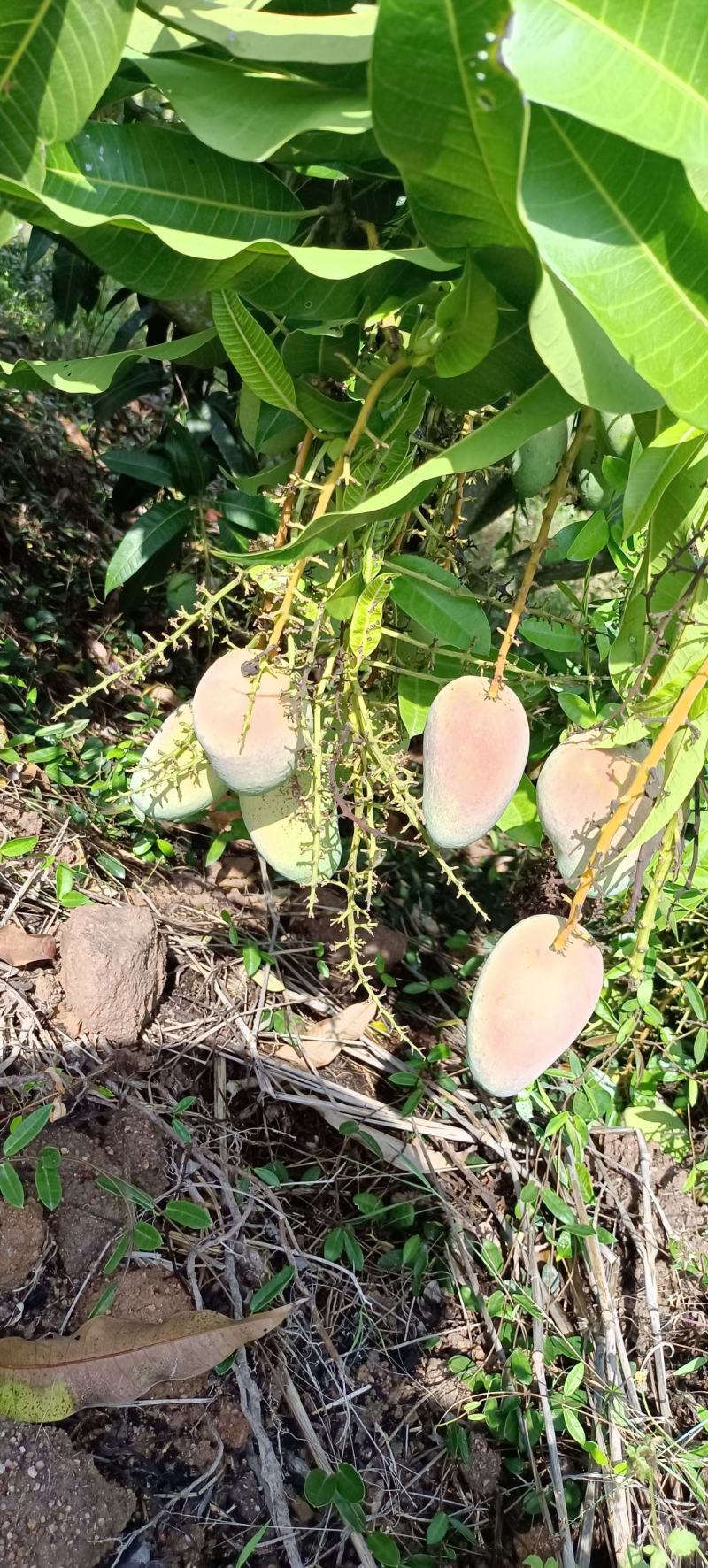 海南三亚一级台农芒