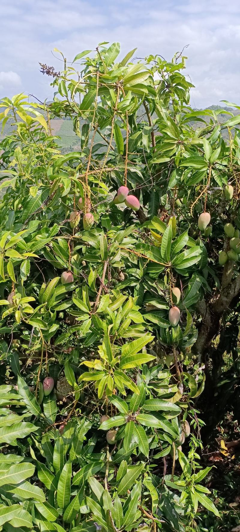 海南三亚一级台农芒