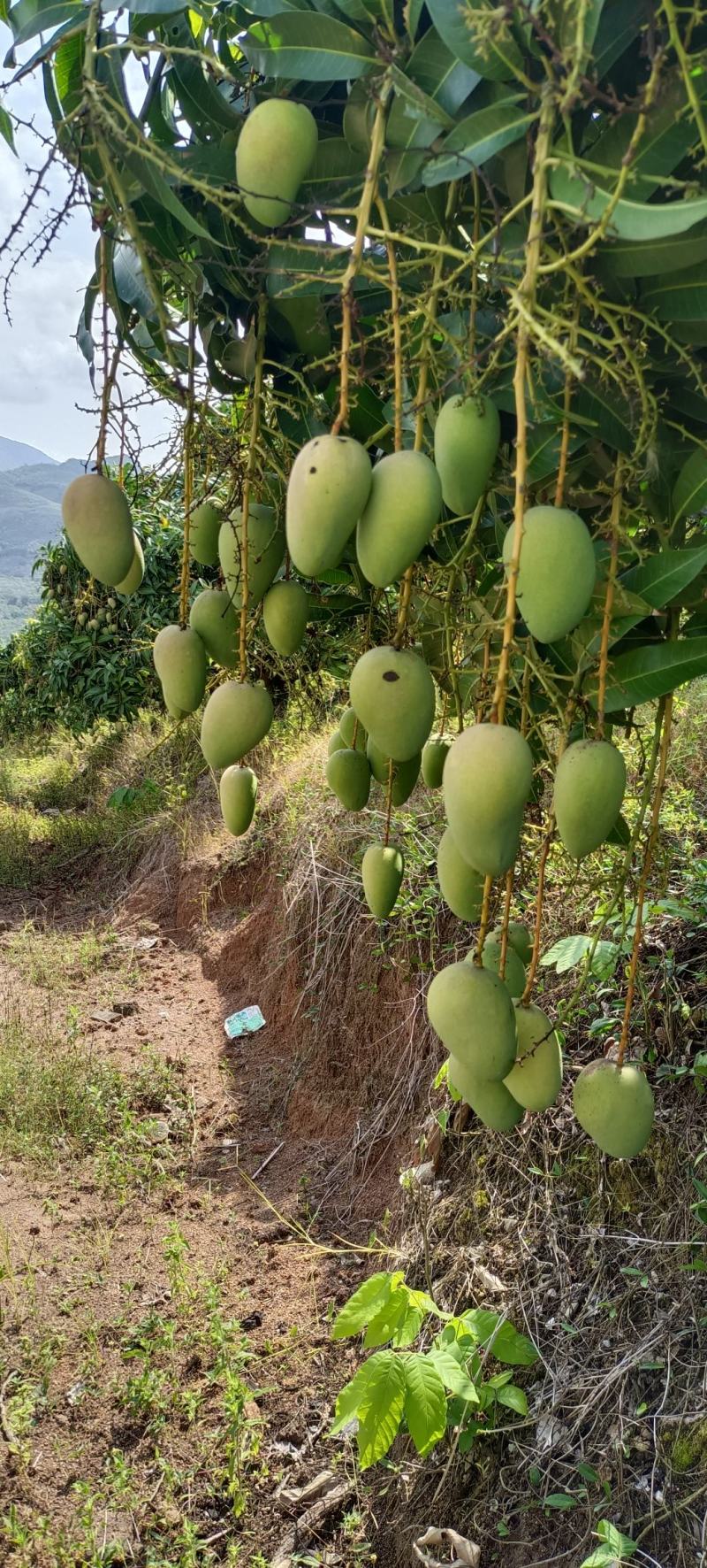 海南三亚一级台农芒