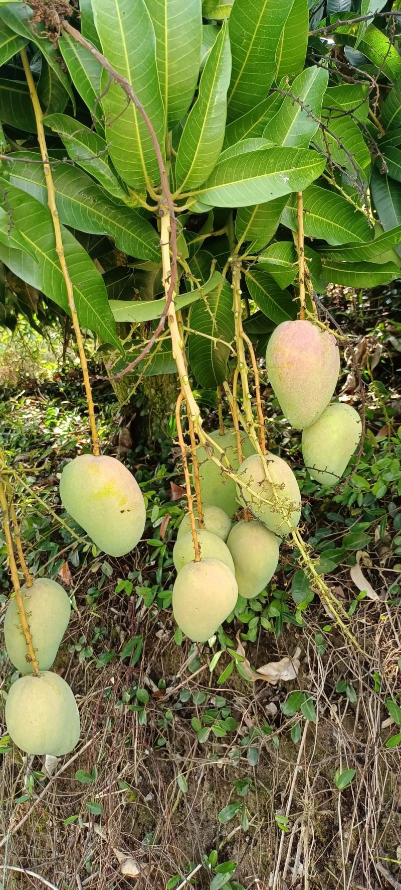 海南三亚一级台农芒
