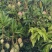 海南三亚一级台农芒