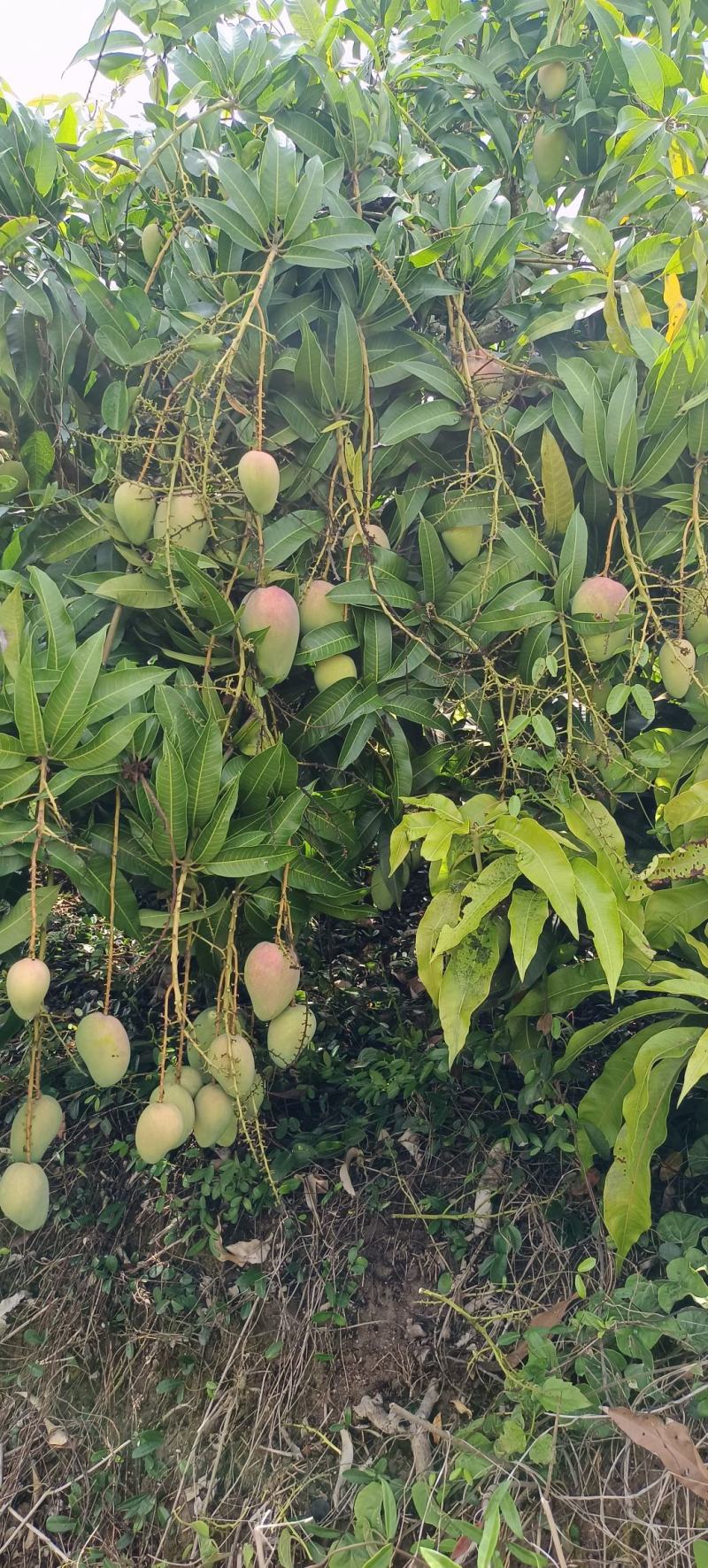 海南三亚一级台农芒