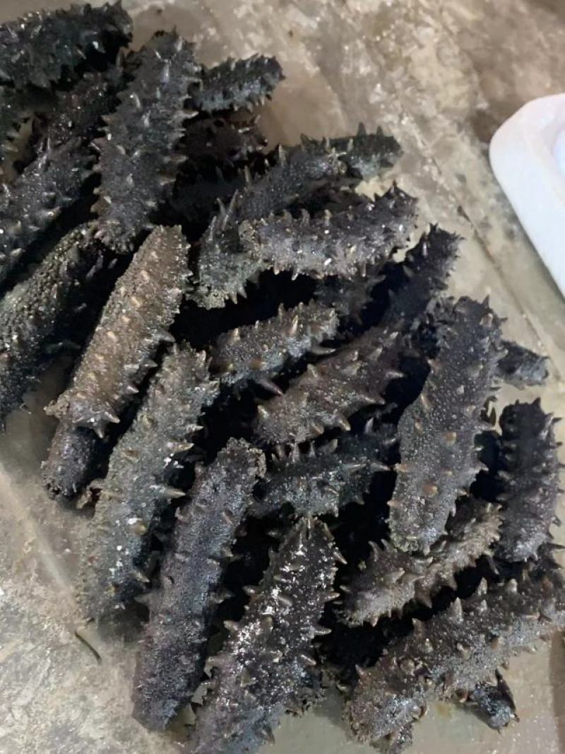 自家的拉缸盐半干海参火候大刺好