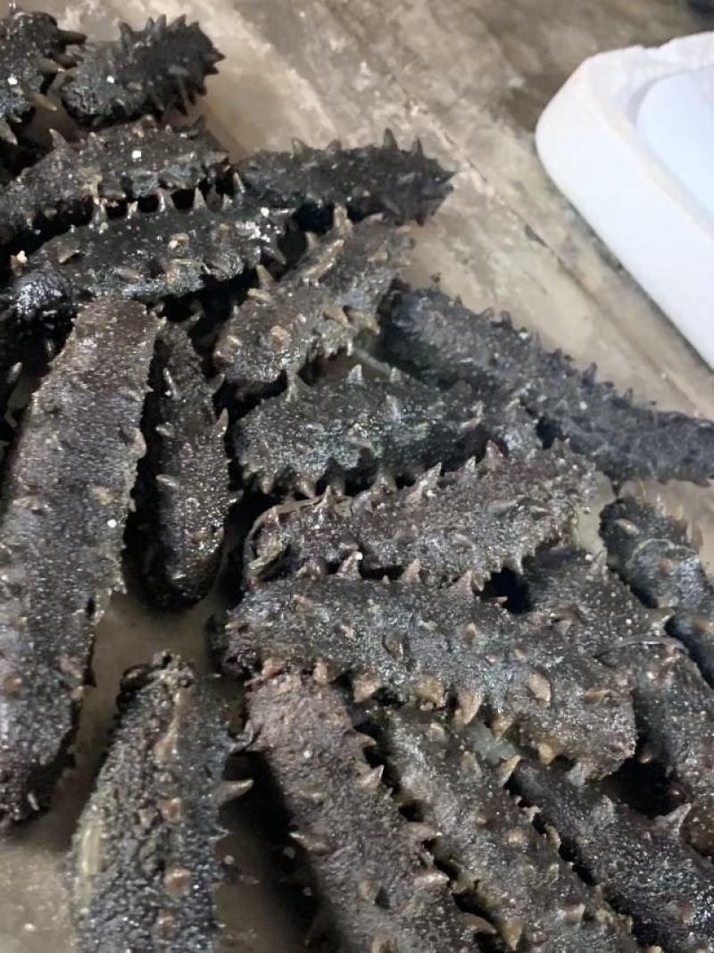 自家的拉缸盐半干海参火候大刺好