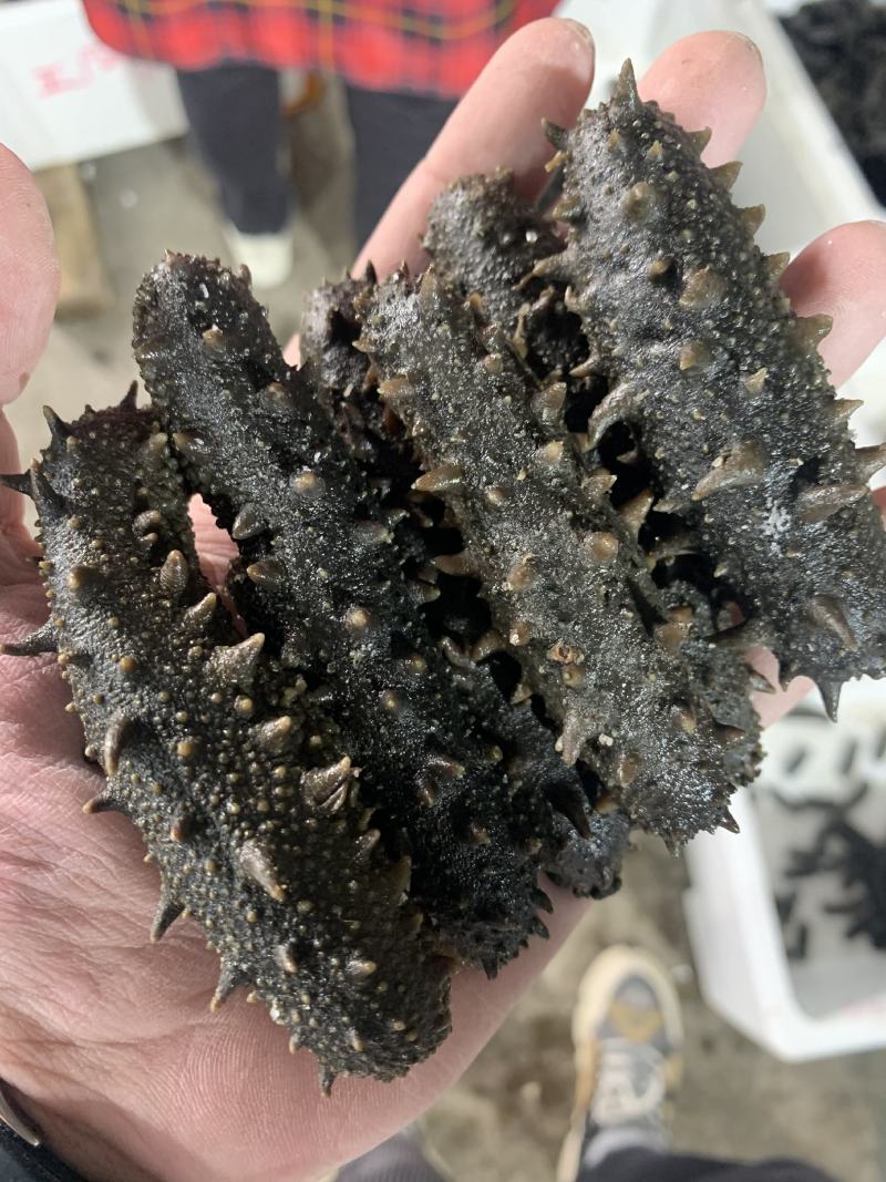 自家的拉缸盐半干海参火候大刺好