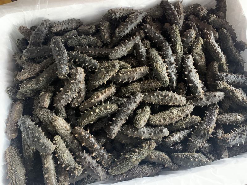 自家的拉缸盐半干海参火候大刺好