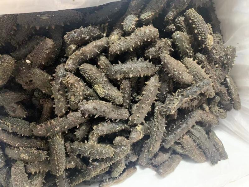 自家的拉缸盐半干海参火候大刺好