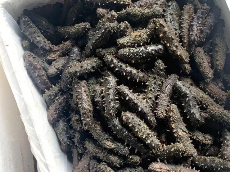自家的拉缸盐半干海参火候大刺好