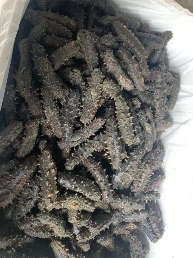 自家的拉缸盐半干海参火候大刺好