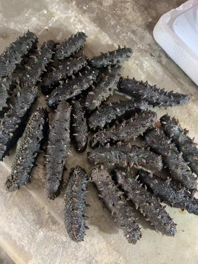 自家的拉缸盐半干海参火候大刺好