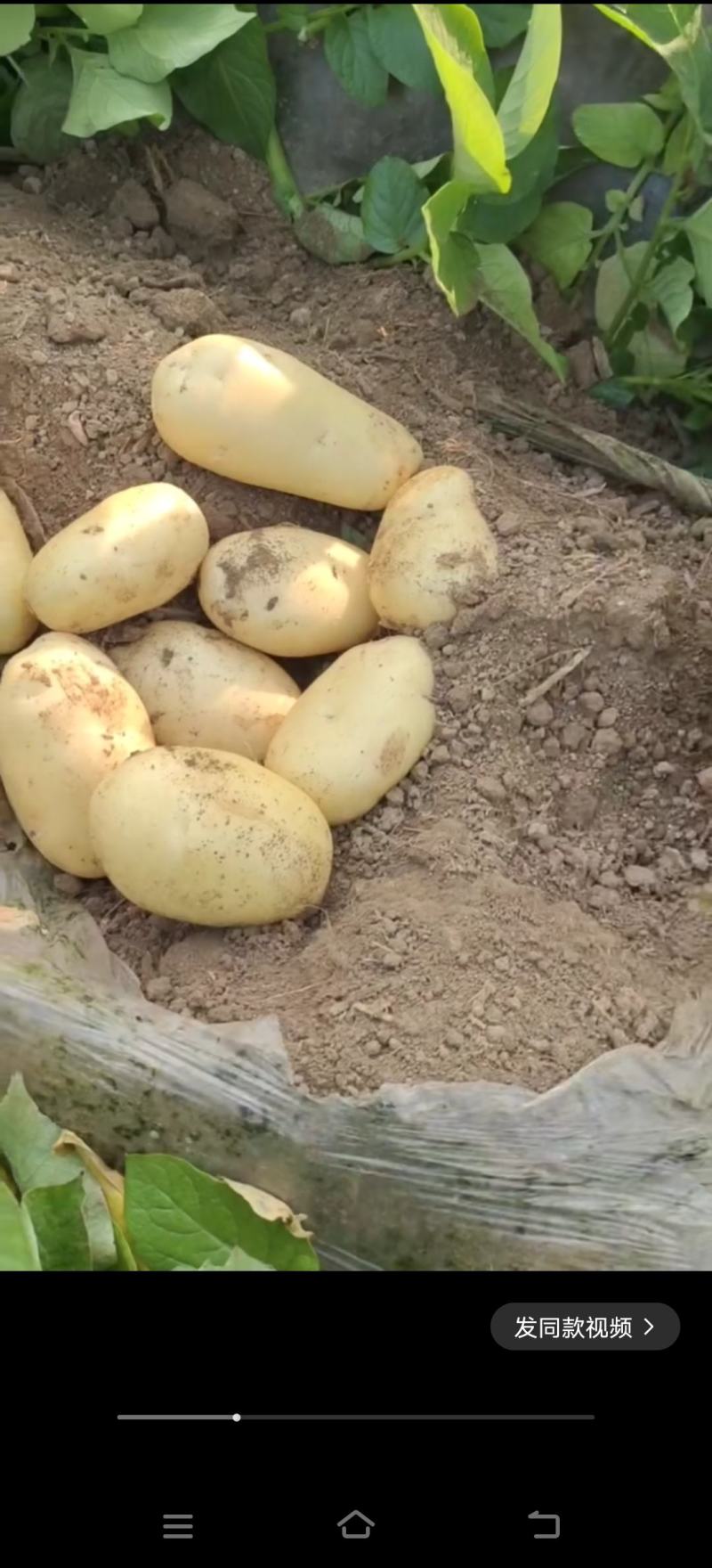 滕州土豆大量上市，欢迎新老客户前来选购，专业小工打包