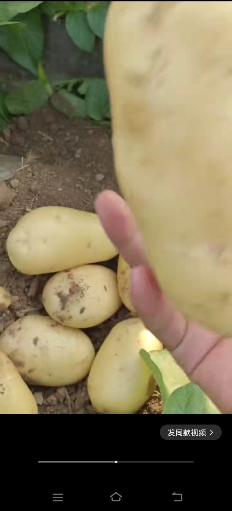 滕州土豆大量上市，欢迎新老客户前来选购，专业小工打包
