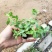 纯有机甜七野菜蔬菜新鲜发货欢迎老板订购现挖现发
