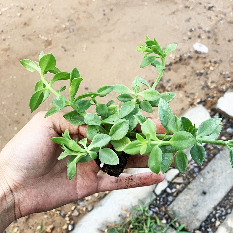 纯有机甜七野菜蔬菜新鲜发货欢迎老板订购现挖现发