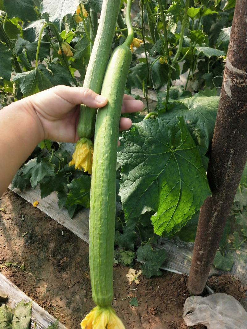 鲜花丝瓜