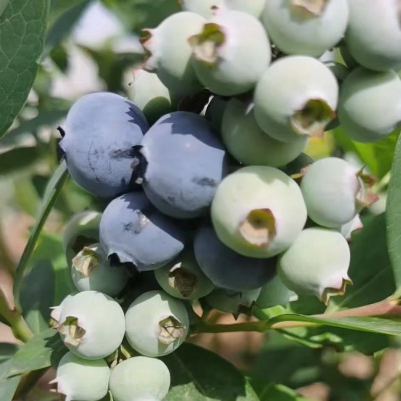 代发花香蓝莓脆甜口感25号云南新鲜露天大量供应现采现发