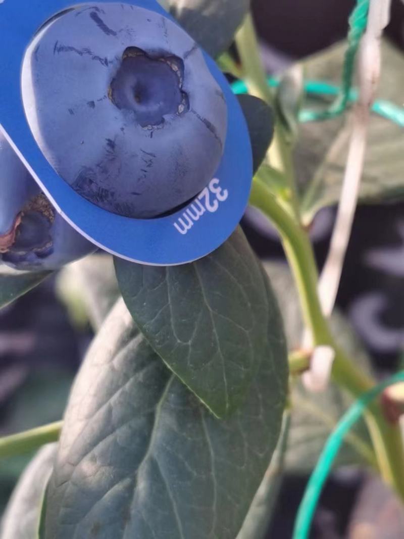 代发花香蓝莓脆甜口感25号云南新鲜露天大量供应现采现发