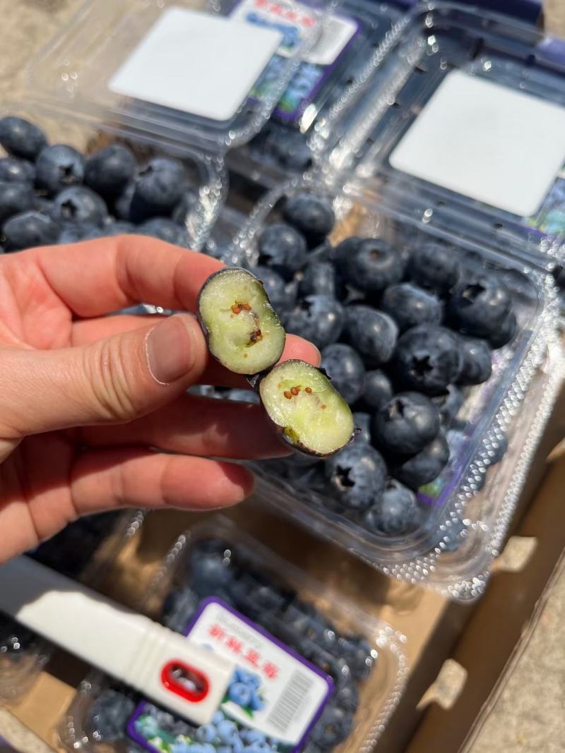 代发花香蓝莓脆甜口感25号云南新鲜露天大量供应现采现发