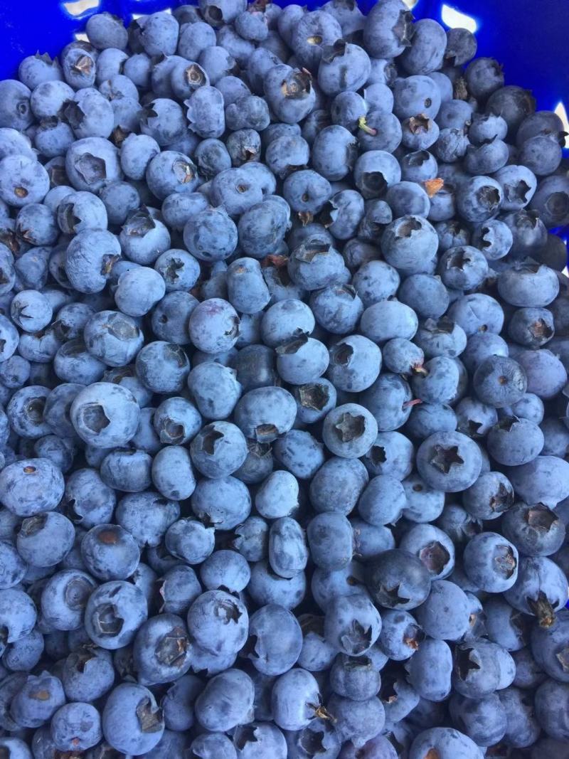 代发花香蓝莓脆甜口感25号云南新鲜露天大量供应现采现发