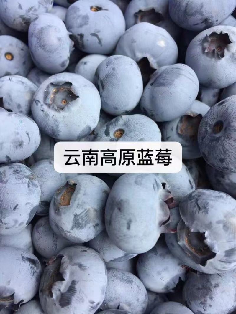 代发花香蓝莓脆甜口感25号云南新鲜露天大量供应现采现发