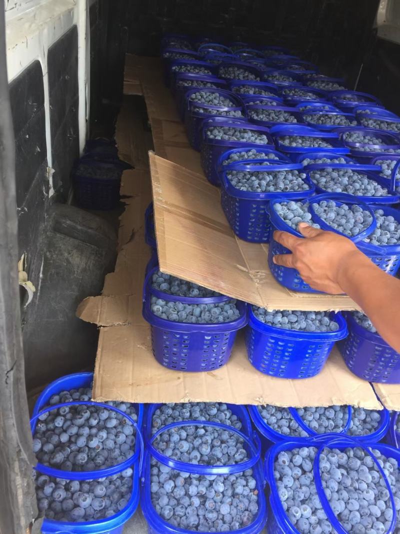 代发花香蓝莓脆甜口感25号云南新鲜露天大量供应现采现发