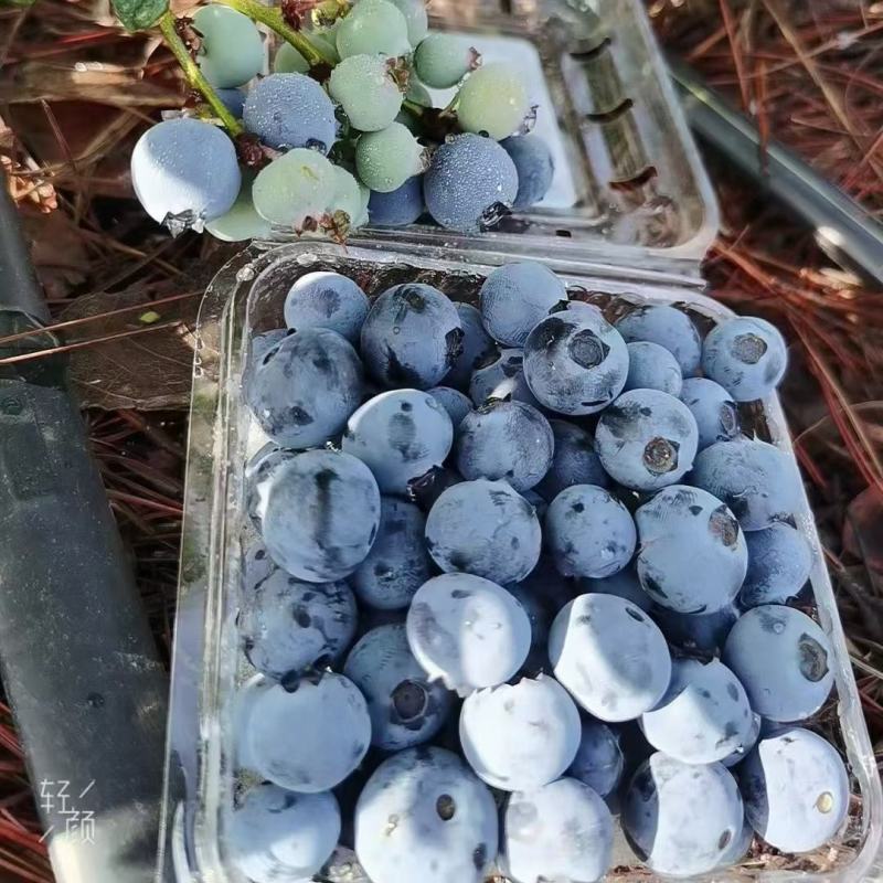 代发花香蓝莓脆甜口感25号云南新鲜露天大量供应现采现发