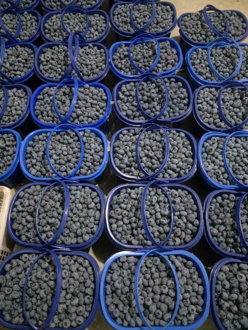 代发花香蓝莓脆甜口感25号云南新鲜露天大量供应现采现发
