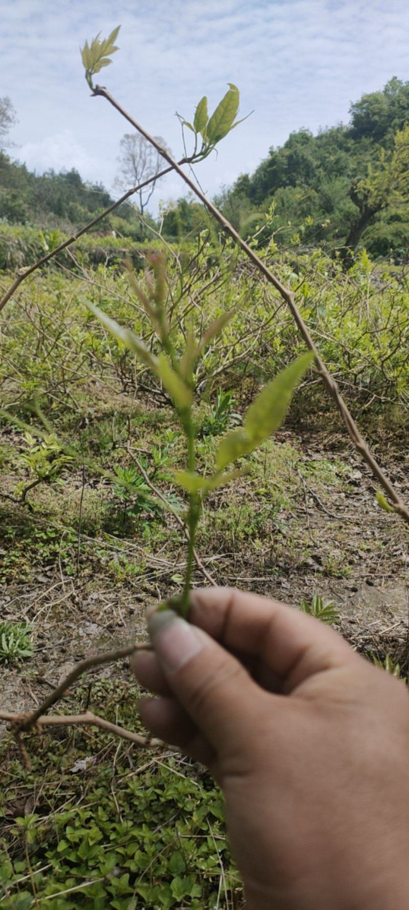 红茶龙须茶嫩芽明前野生自产自销回味悠长
