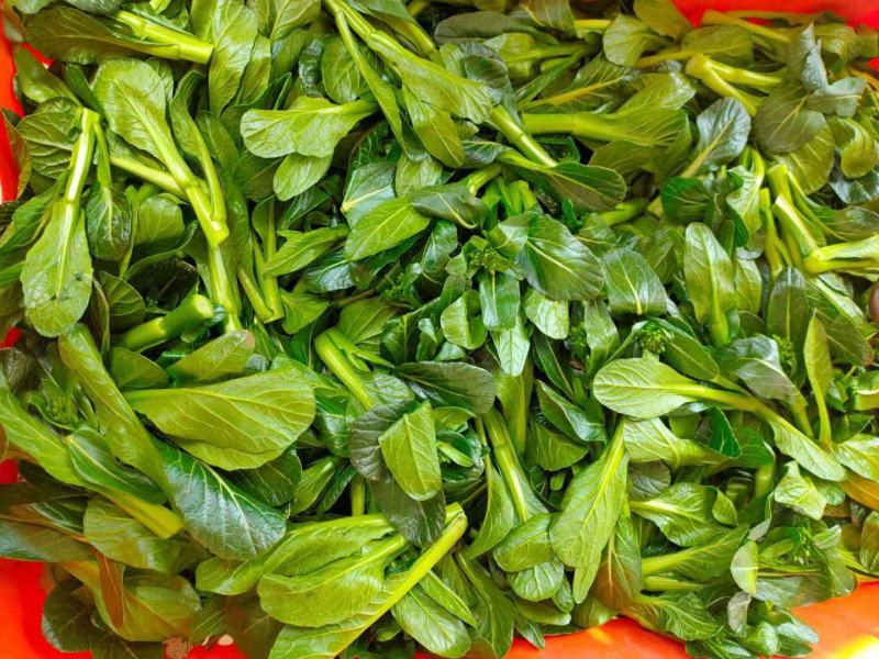 广东尖叶菜毛